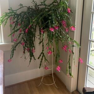 Meet your Posher, Bentley